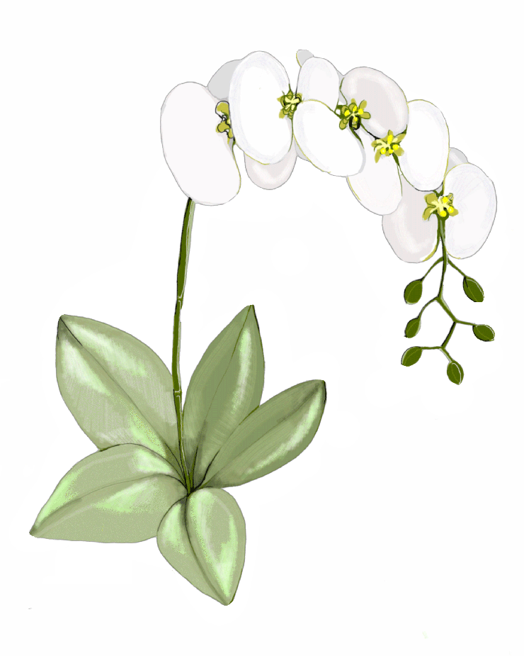 Orchid